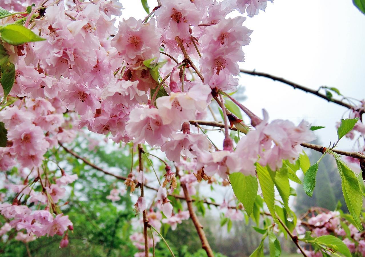 Aromatic Garden Villa La Poltrona Nasu Ngoại thất bức ảnh